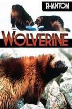 Watch National Geographic Phantom Wolverine Wolowtube