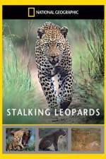 Watch National Geographic: Stalking Leopards Wolowtube