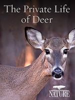 Watch The Private Life of Deer Wolowtube