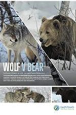 Watch Wolf vs Bear Wolowtube