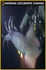 Watch National Geographic Hooked Squid Invasion Wolowtube