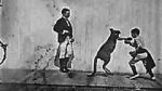 Watch The Boxing Kangaroo (Short 1896) Wolowtube