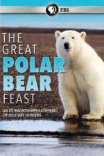 Watch The Great Polar Bear Feast Wolowtube