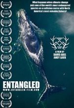 Watch Entangled: The Race to Save Right Whales from Extinction Wolowtube