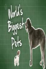 Watch World's Biggest Pets Wolowtube