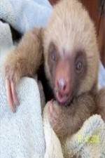 Watch Too Cute! Baby Sloths Wolowtube