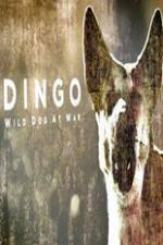 Watch Dingo Wild Dog at War Wolowtube
