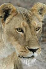 Watch Last Lioness: National Geographic Wolowtube