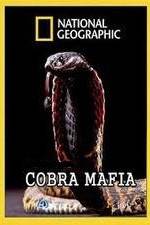Watch National Geographic Cobra Mafia Wolowtube