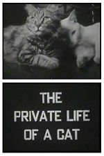 Watch The Private Life of a Cat Wolowtube