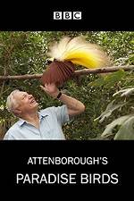 Watch Attenborough's Paradise Birds Wolowtube