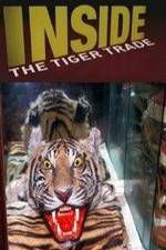 Watch Inside: The Tiger Trade Wolowtube