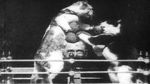 Watch The Boxing Cats (Prof. Welton\'s) Wolowtube