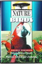 Watch PBS Nature - Extraordinary Birds Wolowtube