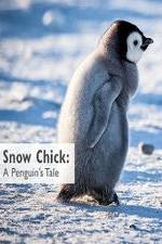 Watch Snow Chick: A Penguin's Tale Wolowtube