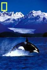 Watch National Geographic Killer Whales Of The Fjord Wolowtube