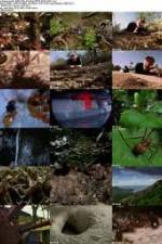 Watch National Geographic Wild - City Of Ants Wolowtube