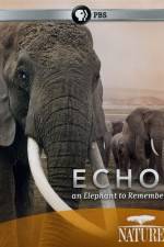 Watch Echo: An Elephant to Remember Wolowtube