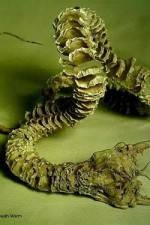 Watch Mongolian Death Worm Wolowtube