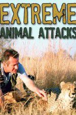 Watch Extreme Animal Attacks Wolowtube