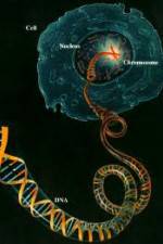 Watch Horizon: Miracle Cure? A Decade of the Human Genome Wolowtube