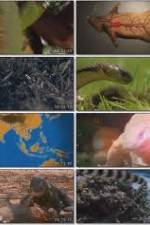 Watch National Geographic Wild : Deadliest Animals Asia Pacific Wolowtube