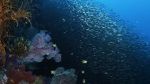 Watch Wild Window: Bejeweled Fishes Wolowtube
