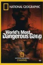 Watch National Geographic World's Most Dangerous Gang Wolowtube