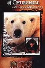 Watch The Polar Bears of Churchill with Ewan McGregor Wolowtube