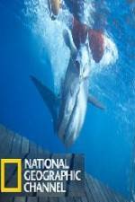 Watch National Geographic Shark Men Surfs Up Wolowtube