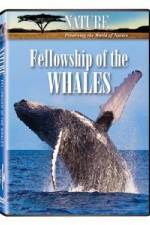 Watch Fellowship Of The Whales Wolowtube