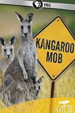 Watch Kangaroo Mob Wolowtube