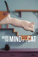 Watch Inside the Mind of a Cat Wolowtube