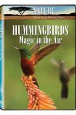 Watch Hummingbirds Magic in the Air Wolowtube