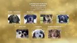 Watch American Humane Hero Dog Awards: 10th Anniversary Celebration (TV Special 2020) Wolowtube