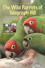 Watch The Wild Parrots of Telegraph Hill Wolowtube