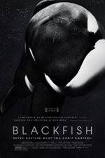 Watch Blackfish Wolowtube