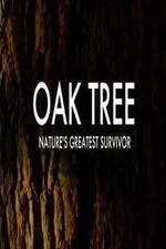 Watch Oak Tree Natures Greatest Survivor Wolowtube