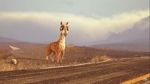 Watch Caminandes: Llama Drama (Short 2014) Wolowtube