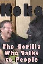 Watch Koko: The Gorilla Who Talks to People Wolowtube