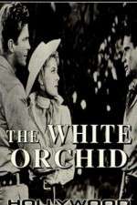 Watch The White Orchid Wolowtube