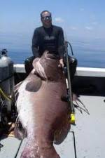 Watch National Geographic: Monster Fish - Nile Giant Wolowtube