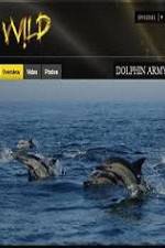 Watch National Geographic Wild Dolphin Army Wolowtube