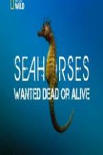 Watch National Geographic - Wild Seahorses Wanted Dead Or Alive Wolowtube