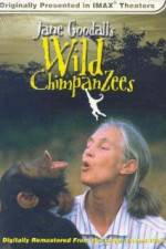 Watch Jane Goodall's Wild Chimpanzees Wolowtube