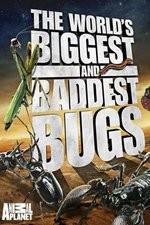 Watch Worlds Biggest and Baddest Bugs Wolowtube