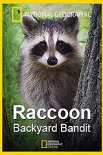 Watch Raccoon: Backyard Bandit Wolowtube