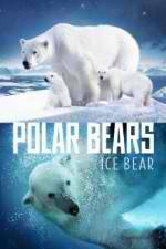 Watch Polar Bears Ice Bear Wolowtube