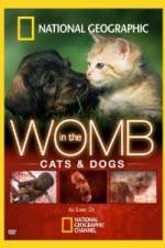 Watch National Geographic In The Womb Cats Wolowtube