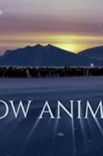 Watch Snow Animals Wolowtube